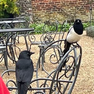 Meet your Posher, Ann